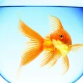 Компания по обслуживанию аквариумов Золотая рыбка фотография 2